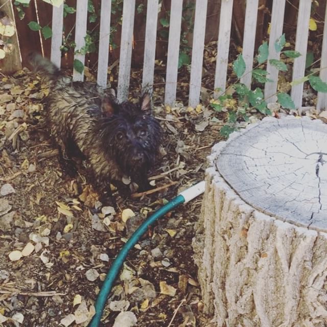 Ozzie gardening #cairnterrier #denver #garden