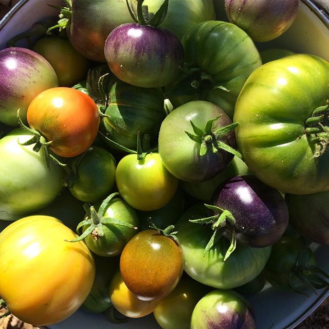 November tomatoes to ripen in basement #crazyweather #denver #garden #tomatoes