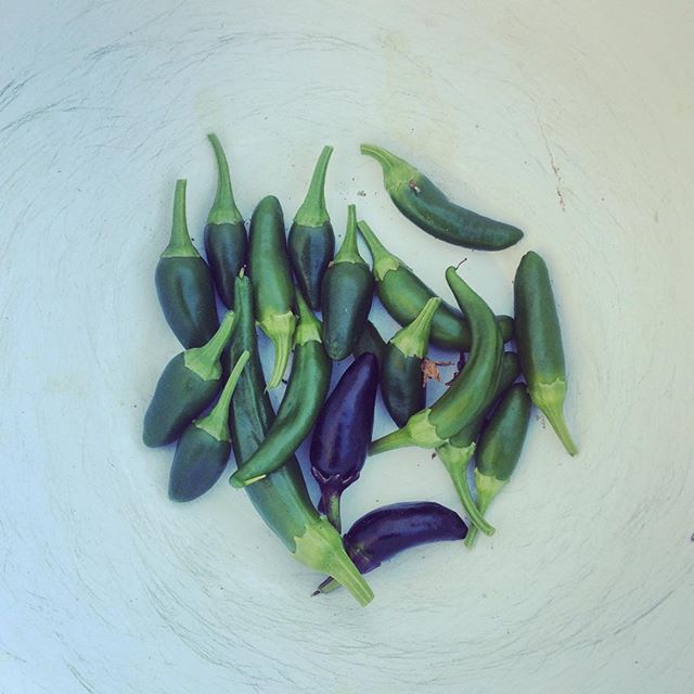 November peppers #Denver #garden #fok #vegan #yum