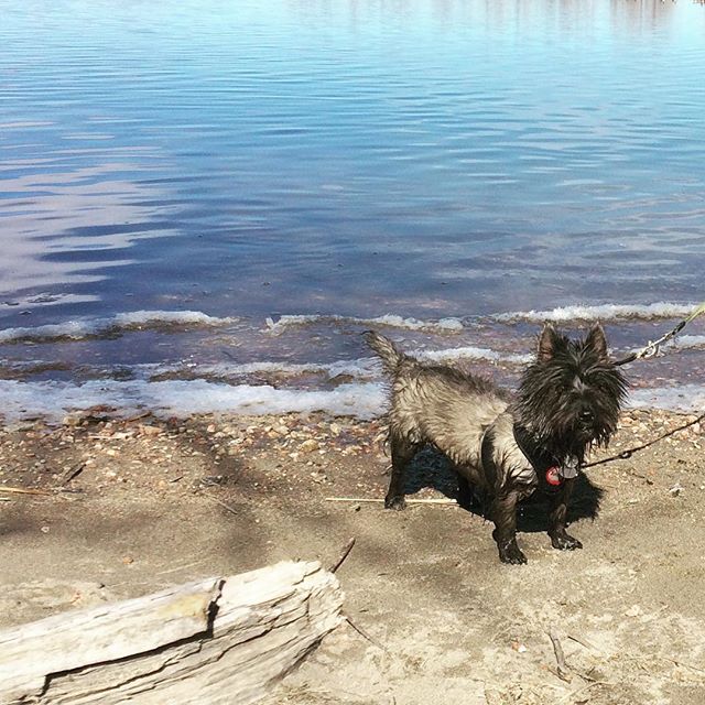 Daily walk with Oz #cairnterrier #water #waterterrier #instadog #cute #dog #cairn #lake