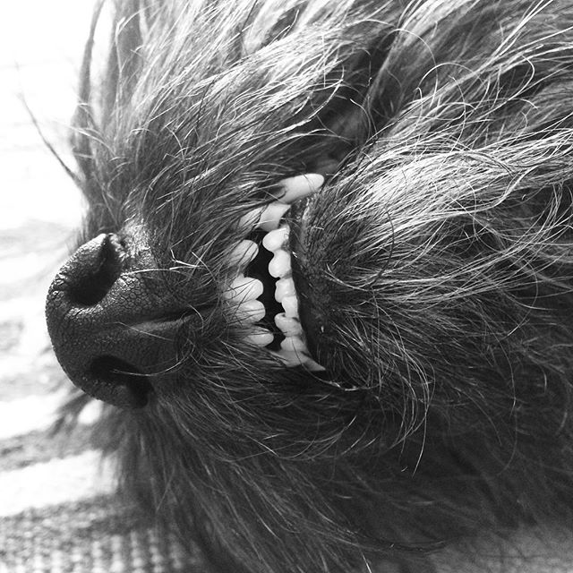 Ozzie getting a belly rub #cairnterrier #instadog #dog #cairnlove #cute