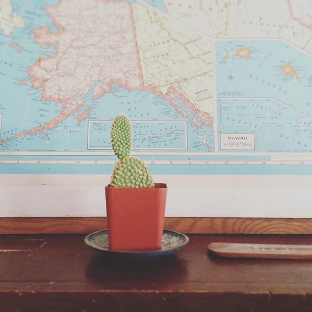 Cute little cactus gift from my Airbnb guest