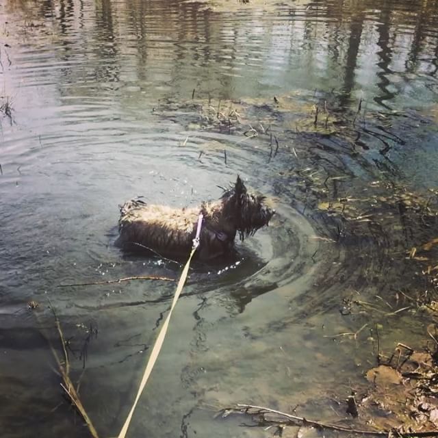 The more swampy and smelly the water the better says Ozzie #cairnterrier #denver #waterterrier