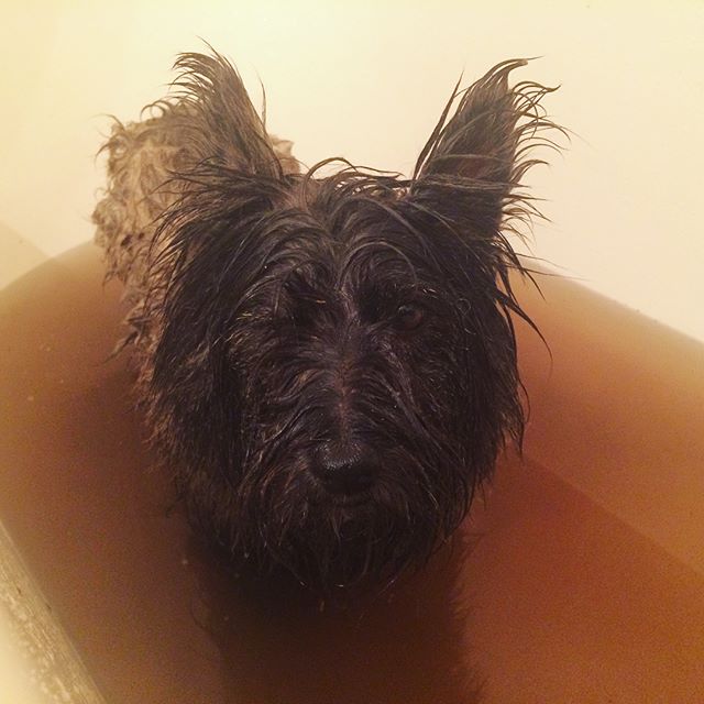 Gardening with Ozzie turns into a bath of shame ... #dirtydog #mudpuppy #cairnterrier #cairnterriersofinstagram