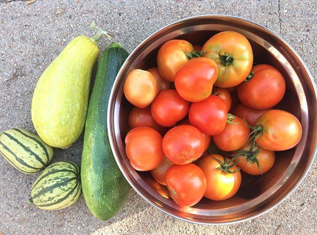 Picked fresh from the garden #tomatoes #squash