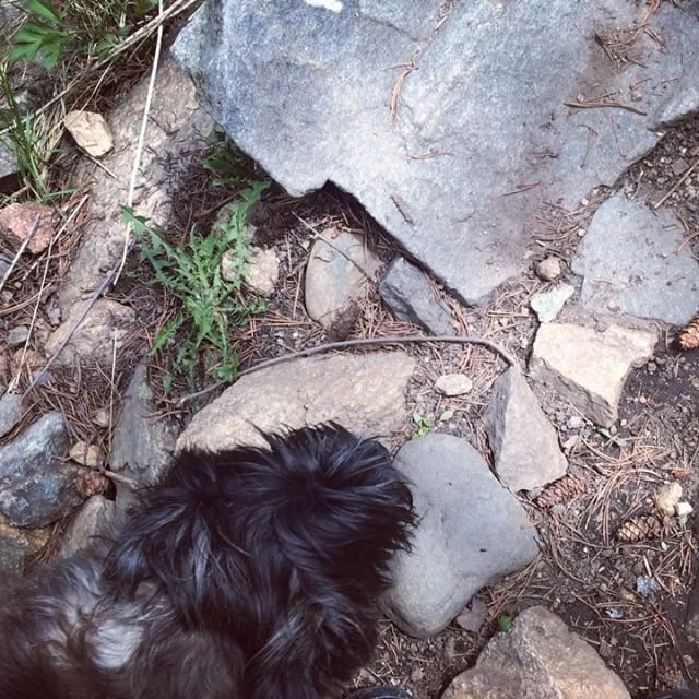 Ozzie took me on a hike for my birthday #cairnterrier #stvraintrail #colorado